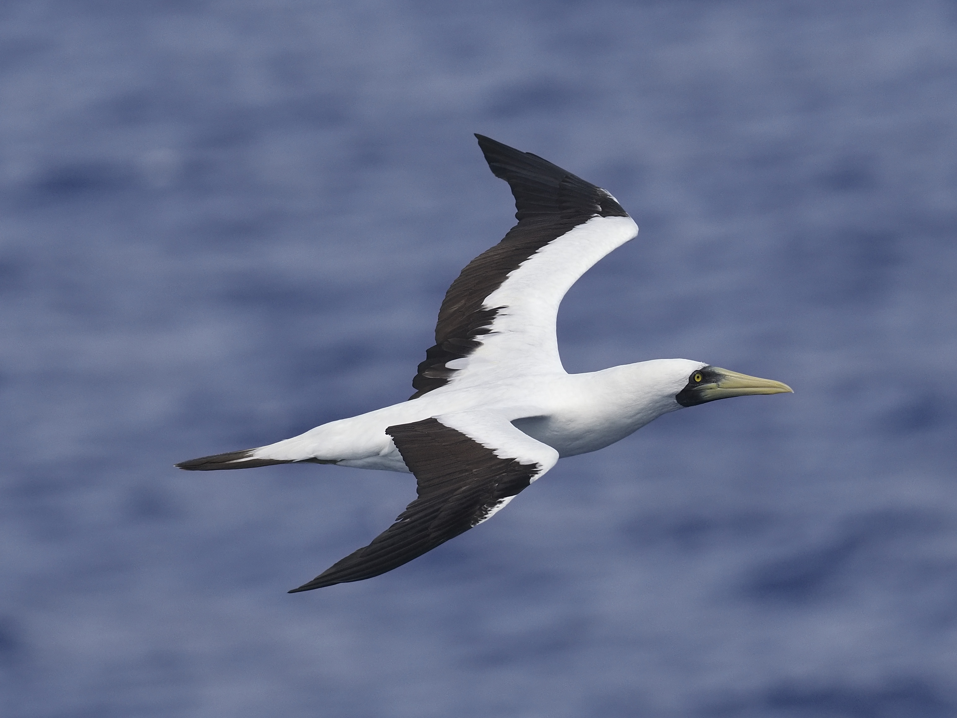 Le masque et la plume